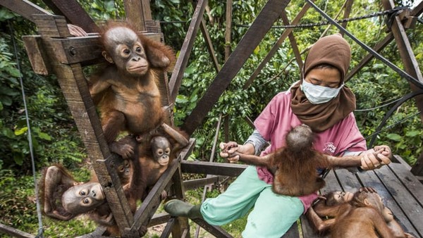 Seorang penjaga merawat bayi orangutan yang terkena dampak hilangnya hutan hujan di Kalimantan dan gambar ini diambil oleh fotografer Spanyol, Joan de la Malla. Seorang penjaga merawat bayi orangutan yang terkena dampak hilangnya hutan hujan di Kalimantan dan gambar ini diambil oleh fotografer Spanyol, Joan de la Malla.