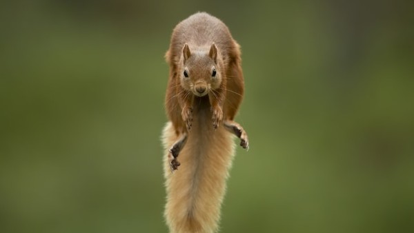 Fotografer Austria, Karl Samitsch, mengambil bidikan pada tupai merah yang melompat di Cairngorms, Skotlandia. Fotografer Austria, Karl Samitsch, mengambil bidikan pada tupai merah yang melompat di Cairngorms, Skotlandia.
