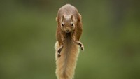 Fotografer Austria, Karl Samitsch, mengambil bidikan pada tupai merah yang melompat di Cairngorms, Skotlandia.