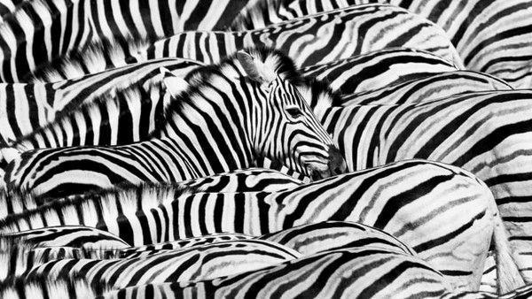 Fotografer Ekuador, Lucas Bustamante, menangkap gambar zebra yang berada di kerapatan kelomok yang sedang berada di sebuah lubang air di Taman Nasional Etosha, Namibia. Fotografer Ekuador, Lucas Bustamante, menangkap gambar zebra yang berada di kerapatan kelomok yang sedang berada di sebuah lubang air di Taman Nasional Etosha, Namibia.