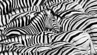 Fotografer Ekuador, Lucas Bustamante, menangkap gambar zebra yang berada di kerapatan kelomok yang sedang berada di sebuah lubang air di Taman Nasional Etosha, Namibia.