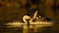 Fotografer AS, Ly Dang, memotret bayi Clark yang menumpang di punggung induknya di San Diego, California.