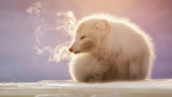 Napas rubah Arktik ini dengan cepat membeku di udara setiap kali ia memanggil rubah terdekat lainnya di Spitsbergen, Svalbard. Momen ini diambil oleh fotografer Italia, Marco Gaiotti. Napas rubah Arktik ini dengan cepat membeku di udara setiap kali ia memanggil rubah terdekat lainnya di Spitsbergen, Svalbard. Momen ini diambil oleh fotografer Italia, Marco Gaiotti.