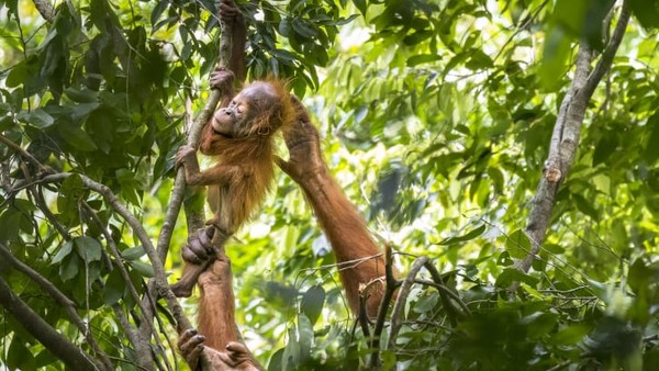 Seekor orangutan betina berjuang untuk menjaga bayinya di sarang mereka di Sumatera, Indonesia. Momen ini dipotret oleh fotografer Prancis, Maxime Aliaga. Seekor orangutan betina berjuang untuk menjaga bayinya di sarang mereka di Sumatera, Indonesia. Momen ini dipotret oleh fotografer Prancis, Maxime Aliaga.