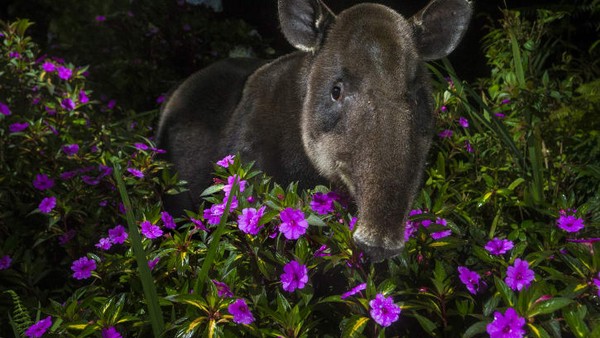 Tapir Baird bernama Dantita terlihat mengintip dari semak-semak di Taman Nasional Braulio Carrillo, Kosta Rika. Foto ini diambil oleh fotografer Belanda Michiel Van Noppen.