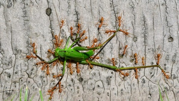 Fotografer China, Minghui Yuan, mengambil bidikan semut pohon hijau yang bekerja sama untuk menahan seekor katydid hijau di Kebun Raya Tropis Xishuangbanna di Provinsi Yunnan. Fotografer China, Minghui Yuan, mengambil bidikan semut pohon hijau yang bekerja sama untuk menahan seekor katydid hijau di Kebun Raya Tropis Xishuangbanna di Provinsi Yunnan.