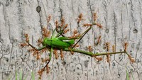 Fotografer China, Minghui Yuan, mengambil bidikan semut pohon hijau yang bekerja sama untuk menahan seekor katydid hijau di Kebun Raya Tropis Xishuangbanna di Provinsi Yunnan.