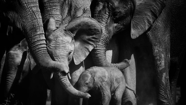 Kawanan gajah berputar-putar untuk melindungi anak-anak mereka di Addo Elephant Reserve, Afrika Selatan. Fotografer Irlandia-Afrika Selatan Peter Delaney yang mengambilnya. Kawanan gajah berputar-putar untuk melindungi anak-anak mereka di Addo Elephant Reserve, Afrika Selatan. Fotografer Irlandia-Afrika Selatan Peter Delaney yang mengambilnya.