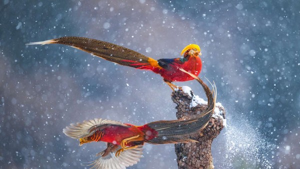 Dua burung pegar emas jantan tampak menari di Provinsi Shanxi dan foto ini diambil oleh fotografer China, Qiang Guo. Dua burung pegar emas jantan tampak menari di Provinsi Shanxi dan foto ini diambil oleh fotografer China, Qiang Guo.