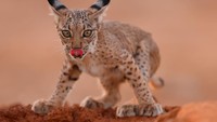 Seekor anak lynx Iberia menjilat bibirnya saat menatap kamera fotografer Spanyol, Antonio Liebana Navarro di Peñalajo, Castilla La Mancha, Spanyol.