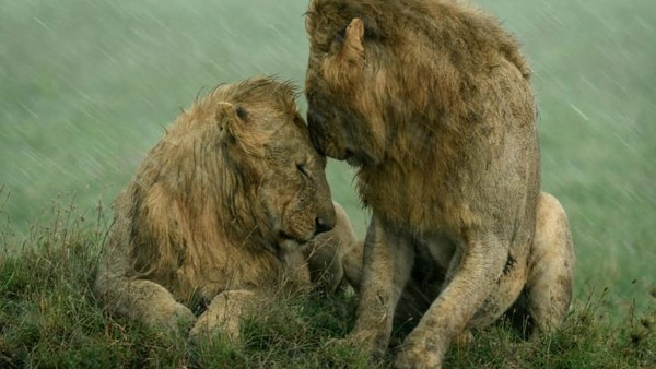 Dua singa jantan berbagi momen manis saat hujan turun di Maasai Mara, Kenya, dalam bidikan fotografer AS Ashleigh McCord. Dua singa jantan berbagi momen manis saat hujan turun di Maasai Mara, Kenya, dalam bidikan fotografer AS Ashleigh McCord.