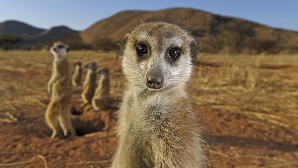 Pada bulan Oktober, fotografer bawah laut Prancis Laurent Ballesta dinobatkan sebagai Fotografer Satwa Liar Tahun 2021. Seekor meerkat tampak berpose untuk fotografer Jerman-Afrika Selatan Thomas Peschak yang diambil di Cagar Alam Tswalu Kalahari di Afrika Selatan. Pada bulan Oktober, fotografer bawah laut Prancis Laurent Ballesta dinobatkan sebagai Fotografer Satwa Liar Tahun 2021. Seekor meerkat tampak berpose untuk fotografer Jerman-Afrika Selatan Thomas Peschak yang diambil di Cagar Alam Tswalu Kalahari di Afrika Selatan.