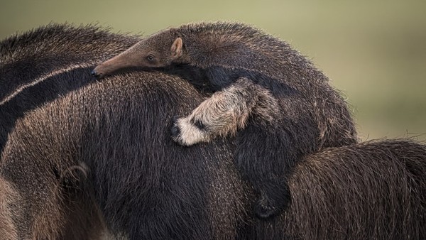 Fotografer Afrika Selatan Wim van den Heever mengambil foto trenggiling raksasa betina yang menggendong anak di lahan basah Pantanal, Brasil. Lebih dari 50.000 foto diterima dari 95 negara untuk kompetisi tahun ini.