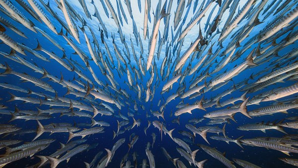 Pemenang akan memamerkan foto mereka di pameran hingga 5 Juni. Fotografer Taiwan Yung Sen Wu menghabiskan empat hari berenang dengan barakuda di Palau, di Pasifik barat, untuk mengambil gambar pemandangan mata ikan ini. Pemenang akan memamerkan foto mereka di pameran hingga 5 Juni. Fotografer Taiwan Yung Sen Wu menghabiskan empat hari berenang dengan barakuda di Palau, di Pasifik barat, untuk mengambil gambar pemandangan mata ikan ini.