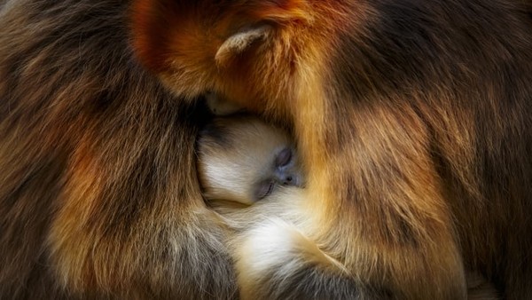 Pemungutan suara berakhir pada 2 Februari 2022. Fotografer China, Zhang Qiang, mengambil foto dua monyet berhidung pesek betina Sichuan dengan salah satu anak mencari kehangatan dan perlindungan di Pegunungan Qinlin. Pemungutan suara berakhir pada 2 Februari 2022. Fotografer China, Zhang Qiang, mengambil foto dua monyet berhidung pesek betina Sichuan dengan salah satu anak mencari kehangatan dan perlindungan di Pegunungan Qinlin.