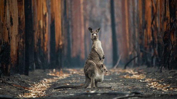 25 foto saat ini dipajang di Museum Sejarah Alam di London. Fotografer Kanada, Jo-Anne McArthur, mengambil foto seekor kanguru abu-abu dan joey-nya di tengah-tengah perkebunan kayu putih yang terbakar di dekat Mallacoota, Australia selatan.