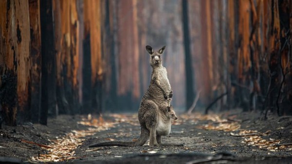 25 foto saat ini dipajang di Museum Sejarah Alam di London. Fotografer Kanada, Jo-Anne McArthur, mengambil foto seekor kanguru abu-abu dan joey-nya di tengah-tengah perkebunan kayu putih yang terbakar di dekat Mallacoota, Australia selatan. 25 foto saat ini dipajang di Museum Sejarah Alam di London. Fotografer Kanada, Jo-Anne McArthur, mengambil foto seekor kanguru abu-abu dan joey-nya di tengah-tengah perkebunan kayu putih yang terbakar di dekat Mallacoota, Australia selatan.