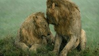 Dua singa jantan berbagi momen manis saat hujan turun di Maasai Mara, Kenya, dalam bidikan fotografer AS Ashleigh McCord.