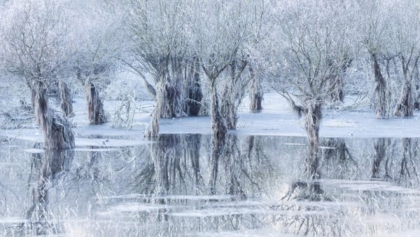 Debit air yang tinggi di Danau Santa Croce di provinsi Belluno, Italia. Fotografer Italia Cristiano Vendramin yang mengambil gambar tanaman willow ini dalam keheningan es. Debit air yang tinggi di Danau Santa Croce di provinsi Belluno, Italia. Fotografer Italia Cristiano Vendramin yang mengambil gambar tanaman willow ini dalam keheningan es.