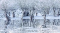 Debit air yang tinggi di Danau Santa Croce di provinsi Belluno, Italia. Fotografer Italia Cristiano Vendramin yang mengambil gambar tanaman willow ini dalam keheningan es.