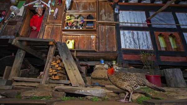 Fotografer India, Dhritiman Mukherjee, mengambil foto tragopan Satyr yang biasanya sulit ditangkap di sebuah desa dekat Punakha, Bhutan. Spesies burung pegar Asia ini memang langka. Fotografer India, Dhritiman Mukherjee, mengambil foto tragopan Satyr yang biasanya sulit ditangkap di sebuah desa dekat Punakha, Bhutan. Spesies burung pegar Asia ini memang langka.