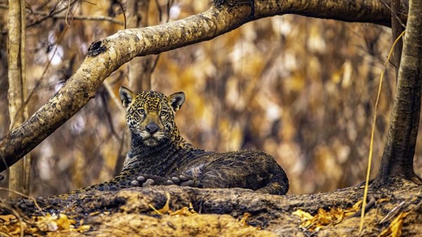 Seekor jaguar yang tertutup abu kebakaran di lahan basah Pantanal Brasil. Foto ini diambil oleh fotografer Brasil, Ernane Junior.