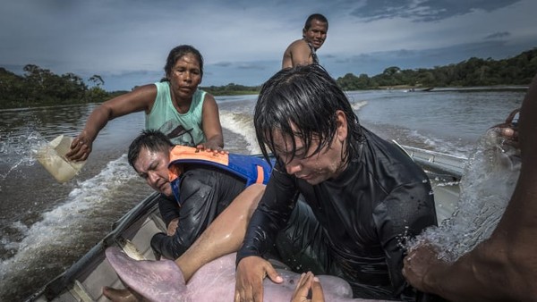 Fotografer Spanyol, Jaime Rojo, mengambil gambar seorang ahli biologi yang menenangkan lumba-lumba di Sungai Amazon, Kolombia. Fotografer Spanyol, Jaime Rojo, mengambil gambar seorang ahli biologi yang menenangkan lumba-lumba di Sungai Amazon, Kolombia.