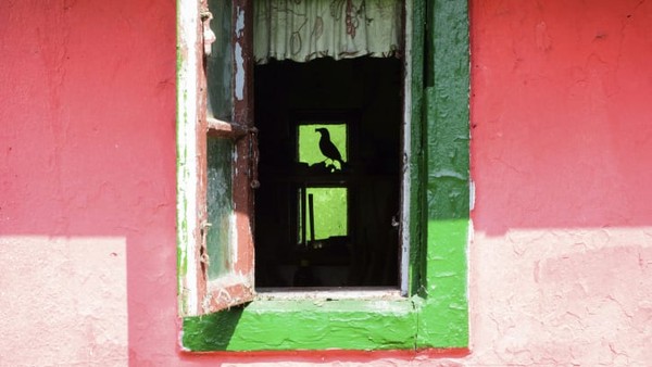 Seekor burung hitam membangun sarangnya di sebuah gubuk. Foto ini diambil oleh fotografer Jerman, Jan Leßmann, di kampung halamannya di Greifswald. Seekor burung hitam membangun sarangnya di sebuah gubuk. Foto ini diambil oleh fotografer Jerman, Jan Leßmann, di kampung halamannya di Greifswald.