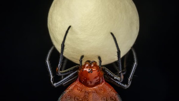 Kotak telur laba-laba penenun terlihat seperti bulan purnama dalam foto yang diambil oleh fotografer Spanyol, Javier Aznar González de Rueda. Lokasi pengambilannya di hutan hujan Amazon di Ekuador.