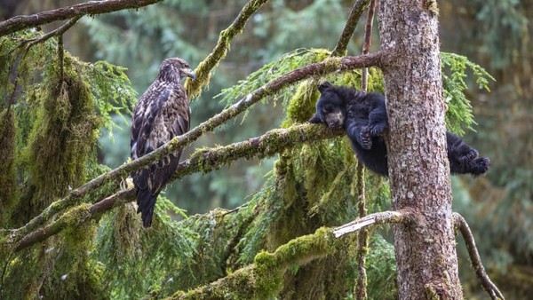 Fotografer Belanda Jeroen Hoekendijk membidik gambar elang botak sedang mengawasi seekor anak beruang hitam yang sedang tidur di atas pohon di Alaska, Amerika Serikat. Fotografer Belanda Jeroen Hoekendijk membidik gambar elang botak sedang mengawasi seekor anak beruang hitam yang sedang tidur di atas pohon di Alaska, Amerika Serikat.