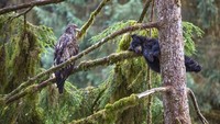 Fotografer Belanda Jeroen Hoekendijk membidik gambar elang botak sedang mengawasi seekor anak beruang hitam yang sedang tidur di atas pohon di Alaska, Amerika Serikat.
