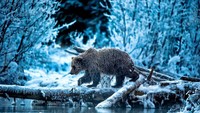 Fotografer Inggris, Andy Skillen, mengabadikan momen beruang grizzly betina meniti batang kayu untuk menyeberang sungai di Yukon, Kanada.