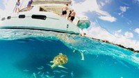 Penyu menjadi atraksi menarik di Barbados dan terdapat bebarapa spot untuk bisa melihat penyu ini. Sebut saja Carlisle Bay, Holetown, Dover Beach & Drill Hall.  (dok Visit Barbados)