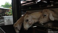 Traveler bisa mengenalkan berbagai bewan ternak kepada anak-anak. Nantinya mereka akan mendapatkan wawasan lebih luas.