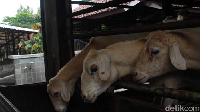 Asyiknya Berwisata Sambil Belajar Menjadi Peternak Dan Petani Kuntum Farm Field Bogor