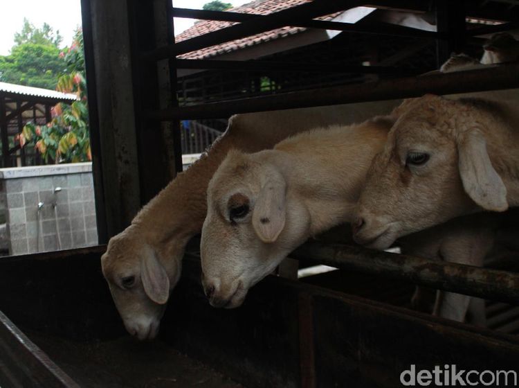 Potret Kuntum Farm Field, Wisata Sambil Menjadi Peternak