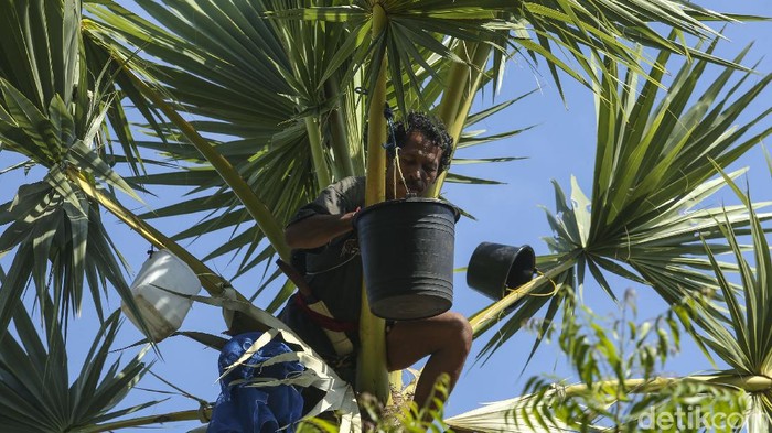 Disini Surganya Pencinta Arak Bali Lho Arak Bali merupakan salah satu magnet bagi wisatawan yang berlibur ke Bali. Rasanya belum lengkap bila melancong ke Bali tanpa mencicipi minuman beralkohol tersebut.