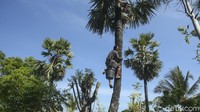 Pecinta arak Bali wajib nih datang ke Desa Les di Bali. Selain bisa menikmati arak, kamu juga bisa lihat proses pembuatannya. Terapi menggunakan Arak Bali sempat disebut Gubernur Bali bisa membantu pasien COVID-19 tanpa gejala (OTG).  