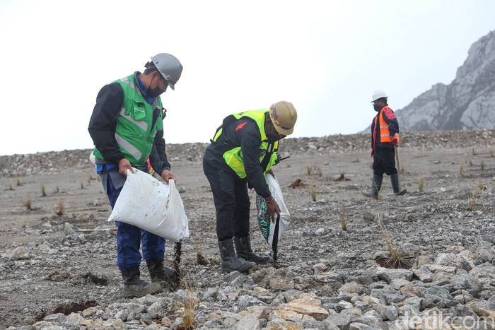 Sejumlah petugas PT Freeport Indonesia tengah melakukan penanaman sebagai upaya reklamasi bekas lahan tambang di kawasan Grasberg, Papua.