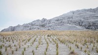 Sebagai informasi, area kerja PT Freeport Indonesia sekitar 90 % terdiri dari ekosistem alami yang berbeda mulai dari ekosistem hutan mangrove, hutan rawa sagu, hutan hujan dataran rendah, hutan kerangas, hutan pegunungan, alpine dan subalpine. Lokasi area kerja PTFI juga berbatasan langsung dengan Taman Nasional Lorentz (TNL), mengingat hal tersebut berbagai penelitian dilakukan guna mengembalikan vegetasi dan ekosistem asli di kawasan tersebut. 