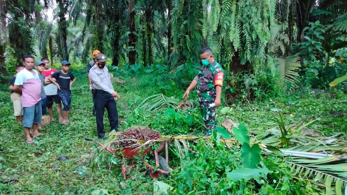 Lokasi warga tewas akibat tersengat listrik saat panen sawit (dok. Istimewa)