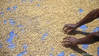 Sejak 20 tahun lalu, suku Amungme yang mendiami daerah ini dibina untuk bertanam kopi. Kopi yang dibudidayakan berjenis arabika. Kopi ini dibudidaya di beberapa kampung seperti Singa, Hoya dan Arwanop.