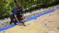 Para petani kopi binaan Koperasi Amungme Gold tengah melakukan penyortiran biji kopi, Timika, Kabupaten Mimika, Papua. Selain perikanan, pertanian, dan peternakan, PTFI juga ikut memberdayakan para pekebun kakao di dataran tinggi Tembagapura.