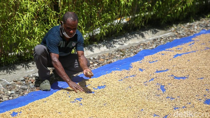 Para petani kopi binaan Koperasi Amungme Gold tengah melakukan penyortiran biji kopi, Timika, Kabupaten Mimika, Papua.