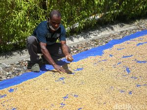 Melihat Koperasi Kopi Amungme Gold yang Hasilkan 1,5 Ton Kopi Per Tahun