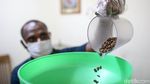 Melihat Koperasi Kopi Amungme Gold yang Hasilkan 1,5 Ton Kopi Per Tahun