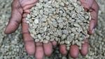 Melihat Koperasi Kopi Amungme Gold yang Hasilkan 1,5 Ton Kopi Per Tahun Melihat Koperasi Kopi Amungme Gold yang Hasilkan 1,5 Ton Kopi Per Tahun