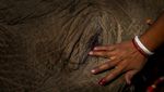 Pemakaman Mengharukan 2 Gajah yang Mati Ditabrak Kereta di India