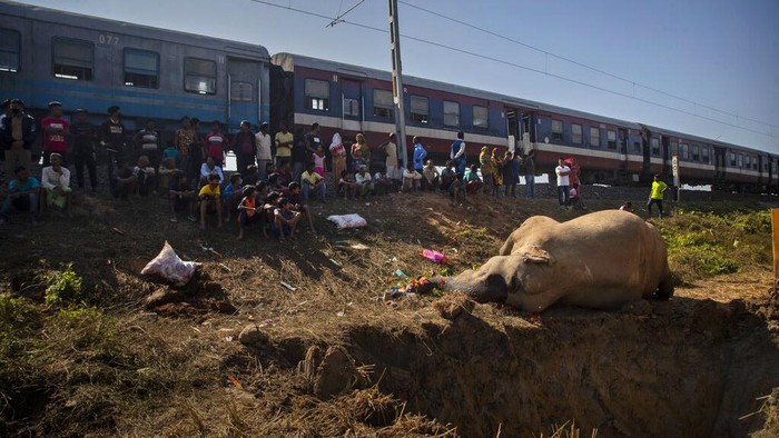 Pemakaman Mengharukan 2 Gajah yang Mati Ditabrak Kereta di India Sebuah kereta penumpang menabrak dan membunuh dua gajah liar di negara bagian Assam, India timur laut. Kini gajah nahas itu dikuburkan. (AP Photo/Anupam Nath)
