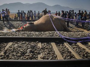 Pemakaman Mengharukan 2 Gajah yang Mati Ditabrak Kereta di India